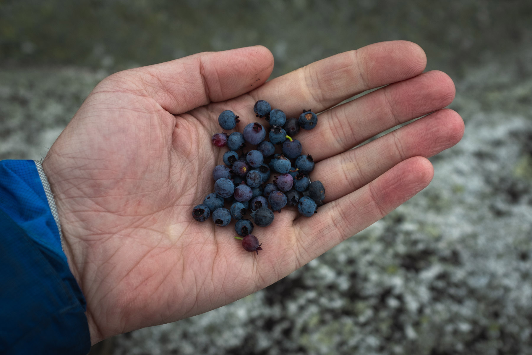 Wild Maine blueberries on Aziscohos Mountain 